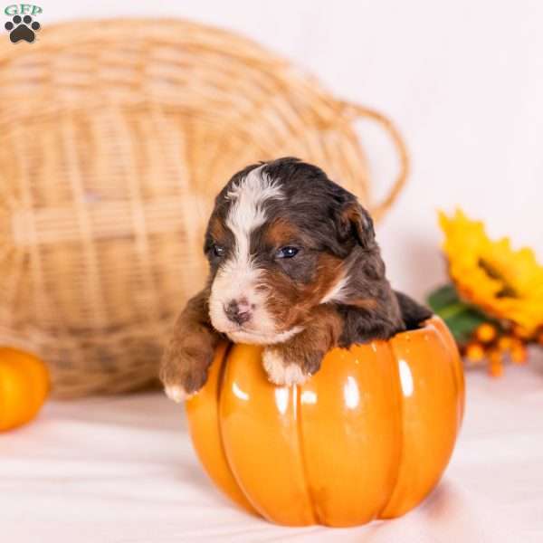 Greta, Bernedoodle Puppy